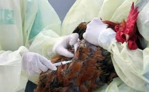 آنفولانزای پرندگان در سیستان و بلوچستان مشاهده نشد/ بیماری ویروسی نیوکاسل پرندگان در استان کنترل شد