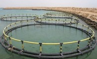 جهش تولید با پرورش هفت هزار تن ماهی در دریای عمان/ با افتتاح پروژه های شیلاتی جنوب شرق کشور 19 هزارنفر شاغل می شوند