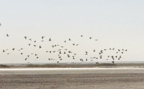 تالاب هامون؛ میزبان پرندگان زمستان گذران/ دستگیری 2 شکارچی صید پرنده های مهاجر