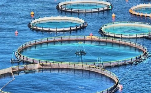 پرورش 7 هزار تن ماهی در قفس تا سال 1400/ جهش تولید و اشتغال در دریای عمان رقم می خورد
